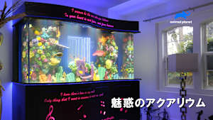 【見逃し】魅惑のアクアリウム シーズン3：ケーキ店の水槽