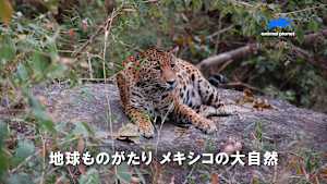 【見逃し】地球ものがたり：メキシコの大自然