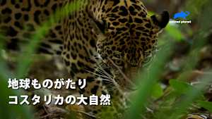【見逃し】地球ものがたり：コスタリカの大自然