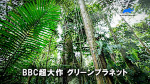 【見逃し】BBC超大作 グリーンプラネット：魔法の熱帯雨林