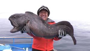 【追/見】魚種格闘技戦！ 222 オホーツク海の怪魚！オオカミウオ