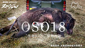 Ｎスペ　ＯＳＯ１８　“怪物ヒグマ”最期の謎