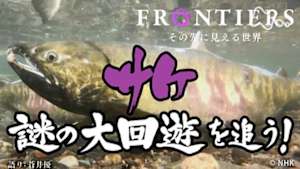 フロンティア　サケ　謎の大回遊を追う！