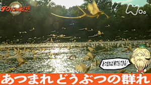 ダーウィンが来た！　あつまれ　どうぶつの群れ