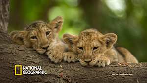 世界大自然紀行：インド～逞しき野生の本能「不毛の荒野」