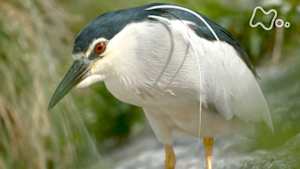 ダーウィンが来た！　１０００年の都　京都生きものワールドご案内！