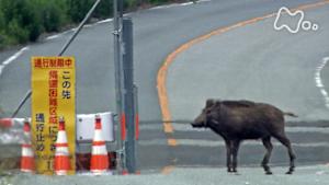 Ｎスペ　被曝（ひばく）の森～原発事故　５年目の記録～