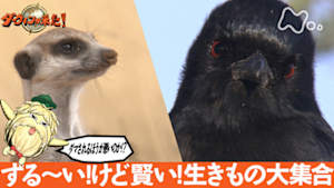 ダーウィンが来た！　ずる～い！けど賢い！生きもの大集合