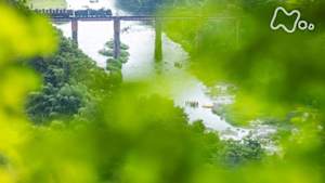 中井精也の絶景！てつたび　夏の埼玉　緑あふれる鉄路を行く！