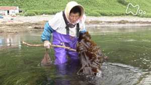 時をかけるテレビ～今こそ見たい！この１本～　ユリばあちゃんの岬　北海道・知床半島