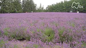 小さな旅　あきらめず　耕して～北海道　富良野盆地～