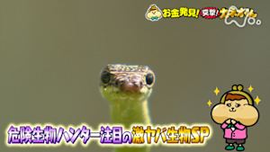 有吉のお金発見　突撃！カネオくん　危険生物ハンター注目の激ヤバ生物ＳＰ