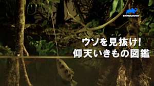 【見逃し】ウソを見抜け！仰天いきもの図鑑：ハングリーなハンターたち