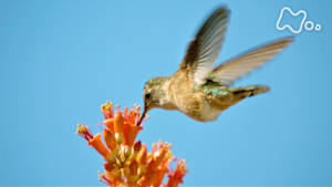 ワイルドライフ　北米　ソノラ砂漠　発見！タカを用心棒にするハチドリ