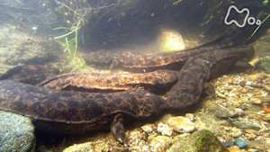 ワイルドライフ　中国山地の里山　オオサンショウウオ　清流に君臨する