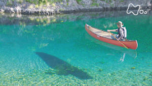 ワイルドライフ　紀伊半島　清流　銚子川　幻のアユが集いカエルが戦う