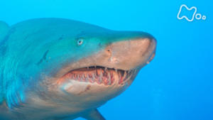 ワイルドライフ　世界遺産・小笠原の海　初調査！港に群れる巨大ザメの謎に迫る