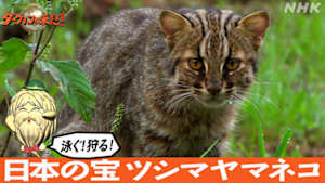 ダーウィンが来た！　泳ぐ！狩る！日本の宝　ツシマヤマネコ