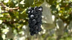 美の壺　万福の果実　ぶどう