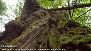 時をかけるテレビ～今こそ見たい！この１本～　大捜索ドキュメント！屋久島“伝説の超巨大杉”