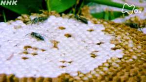 よみがえる新日本紀行　伊那谷スガレ追いー長野県ー