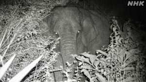 ＢＳスペシャル　ゾウが来る　スリランカ　人間と野生の衝突