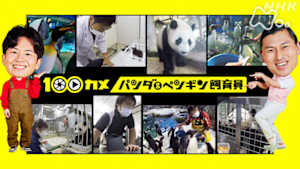 １００カメ　パンダ＆ペンギン飼育員