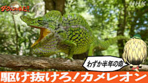 ダーウィンが来た！　わずか半年の命　駆け抜けろ！カメレオン