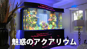 魅惑のアクアリウム