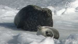 ワイルドライフスペシャル　砂漠のオオカミ！大都会のカワウソ！決死のサバイバル術
