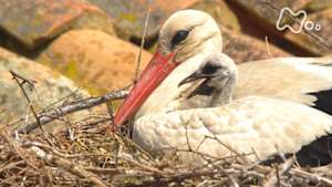 ワイルドライフ　スペイン北部　歴史香る町　教会にコウノトリの大群が舞う