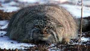 ワイルドライフ　モンゴル　大平原　珍獣マヌルネコ　狩りの“妖術”を見た