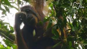 ワイルドライフ　マレーシア　ボルネオ島　オランウータン　一斉結実の森に集う