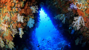 ワイルドライフ　世界遺産　宗像・沖ノ島　巨岩とサンゴの海に命があふれる