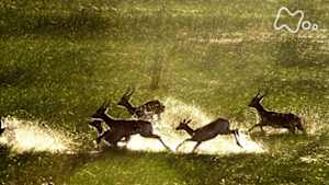 ワイルドライフ　アフリカ　オカバンゴ湿地帯　水の魔法が命の躍動を生み出す