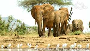 ワイルドライフ　アフリカ　ケニア　水の小宇宙に響き合う命