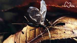 ワイルドライフ　潜入！足元のにぎやかな世界　知られざる昆虫のコミュニケーション