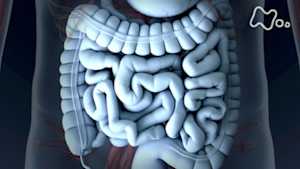 シリーズ　人体　神秘の巨大ネットワーク　第四集　万病撃退！“腸”が免疫の鍵だった