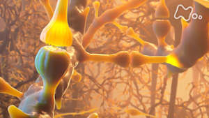 シリーズ　人体　神秘の巨大ネットワーク　第五集　“脳”すごいぞ！ひらめきと記憶の正体