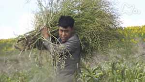 Ｎスペ　中国新世紀　（４）農民工　故郷に帰る～埋まらぬ都市と農村の格差～