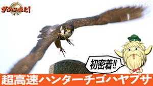 ダーウィンが来た！　初密着！超高速ハンターチゴハヤブサ