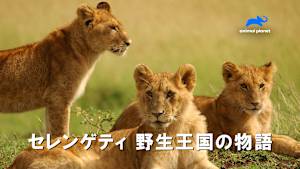 【見逃し】セレンゲティ 野生王国の物語