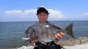 【追/見】チヌ道一直線 133