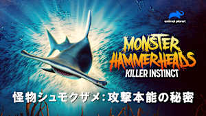 【見逃し】怪物シュモクザメ：攻撃本能の秘密