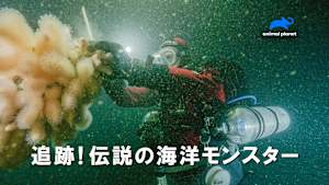 【見逃し】追跡！伝説の海洋モンスター（字）