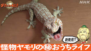 ダーウィンが来た！　新発見！怪物ヤモリのマル秘おうちライフ