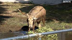 日曜美術館　多彩なる至宝　天平の美　～第７７回正倉院展～