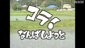 コラ！なんばしよっと