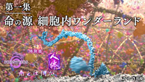 フロンティア　人体　特別版　第一集　命の源　細胞内ワンダーランド