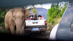 ＢＳ１ＳＰ　象たちのオデッセイ　中国・雲南省　１０００キロの旅をめぐる物語